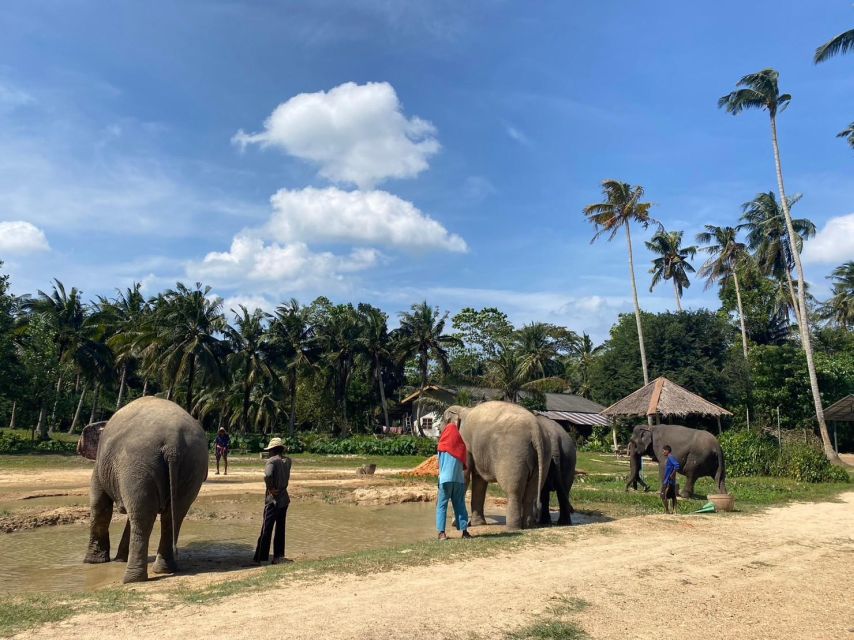 Krabi: Elephant Bathing and Huay Tho Waterfall Day Trip - Feeding time: what nutrition balls teach you (and what elephants get)