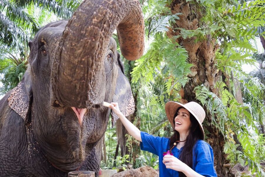 Krabi: Elephant Bathing Session at Krabi Elephant Shelter - Feeding time: what you’ll do (and how to do it calmly)
