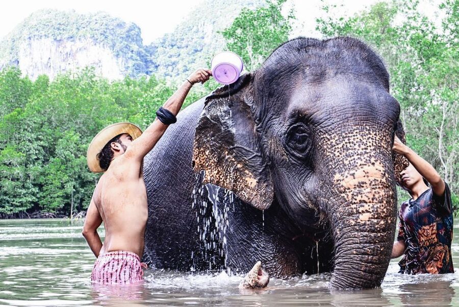 Krabi: Elephant Bathing Session at Krabi Elephant Shelter - Timing and transfers: where pickup works best