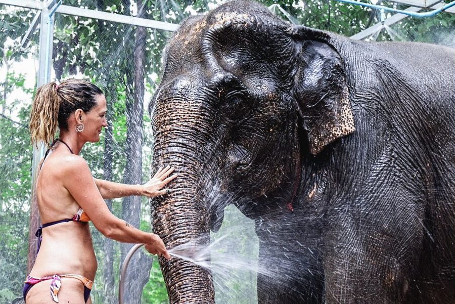 Krabi: Elephant Bathing Session at Krabi Elephant Shelter - How the guide turns a wet experience into a safety-first one