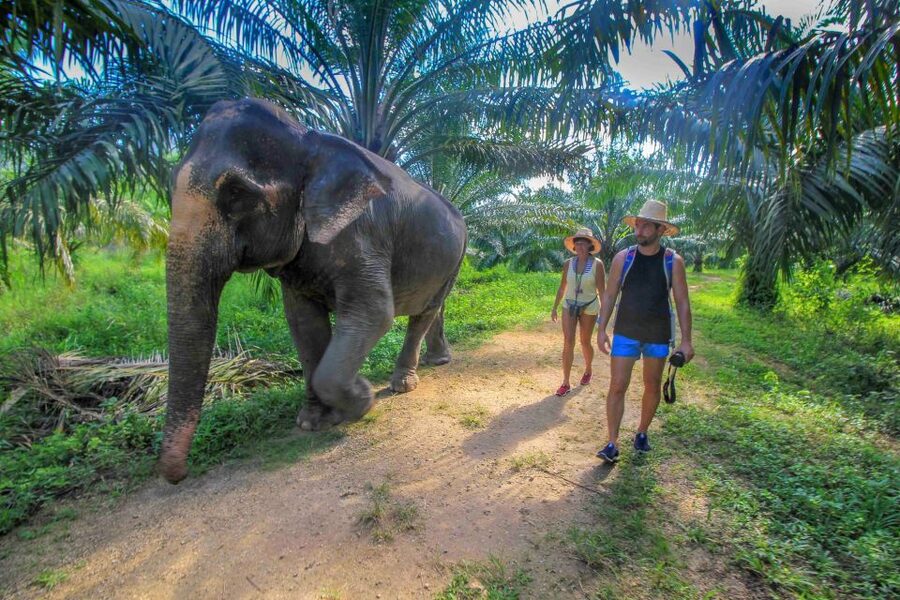Krabi: Elephant Care House & 7-Level Huay Tho Waterfall Trip - Who Should Book This (And Who Might Want Another Option)