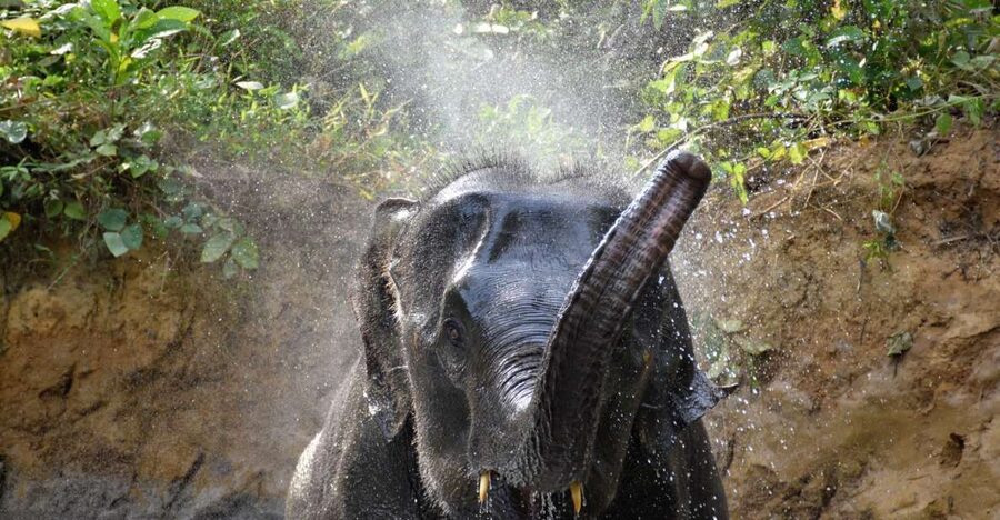 Krabi: Elephant Care House & 7-Level Huay Tho Waterfall Trip - The Mud Bath Moment: What “Bathing Together” Means