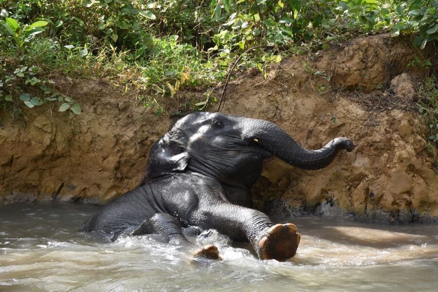 Krabi: Elephant Care House & 7-Level Huay Tho Waterfall Trip - Learning the Elephant-Carer Relationship (And Why It Matters)