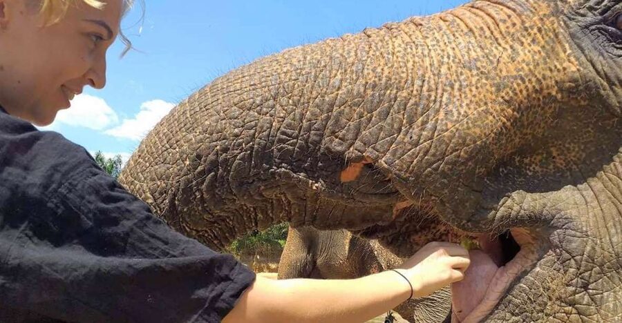 Krabi: Elephant Care House Guided Tour with Hotel Transfers - Quick highlights you’ll care about