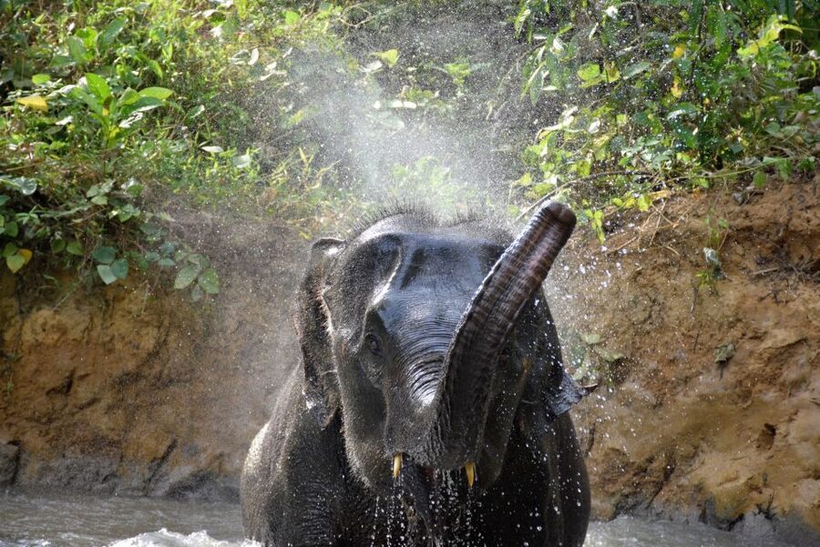 Krabi: Elephant Care House Guided Tour with Hotel Transfers - Food prep and camp activities: where the day becomes hands-on