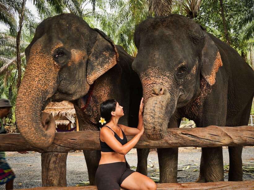 Krabi: Elephant Feeding Program - Krabi Elephant Shelter and what this 30-minute visit really means
