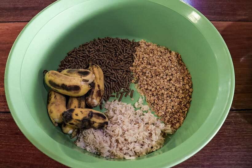Krabi: Elephant Feeding Program - Who this is best for (and who should skip)