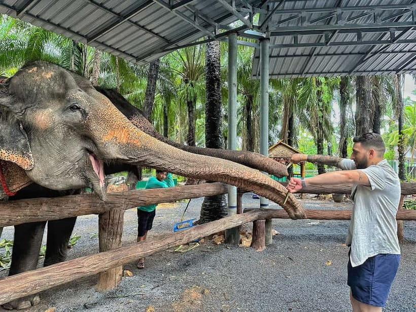 Krabi: Elephant Feeding Program with Food Preparation - Ao Nang pickup and how the 30-minute session really works