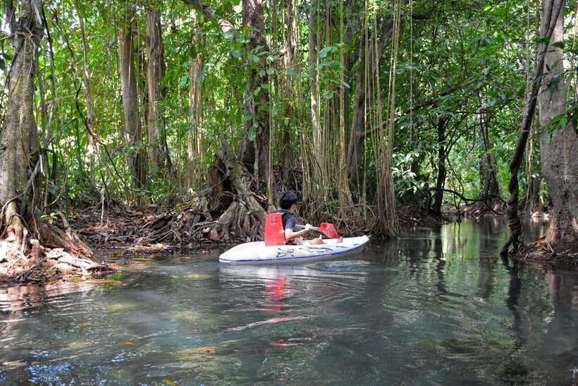 Krabi: Emerald Cool-Down & Kayak Odyssey in Din Daeng Canyon - Krabi Kayaking That Mixes Mangroves, Canyons, and Emerald Water