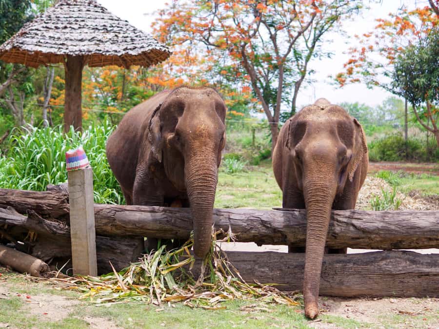 Krabi: Ethical Elephant Care Experience with Hotel Transfer - Key things you’ll notice during Krabi Elephant Care