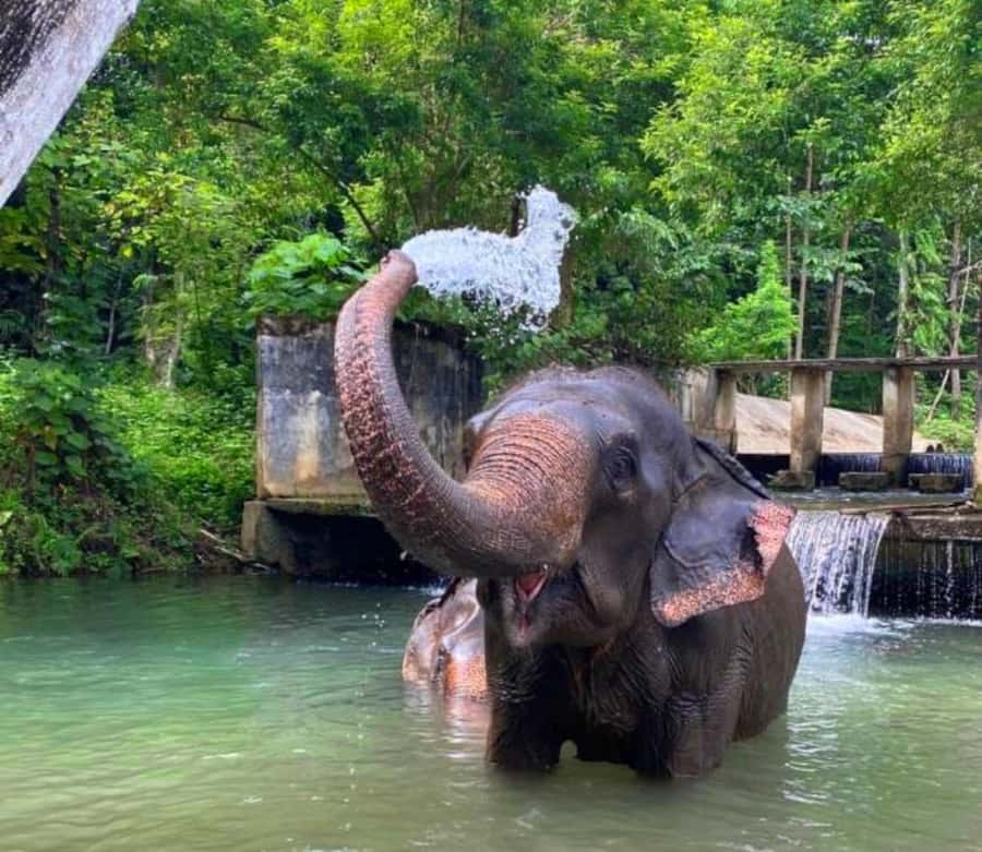 Krabi: Ethical Elephant Care Experience with Hotel Transfer - Arriving at the sanctuary: learning the mission before you step in
