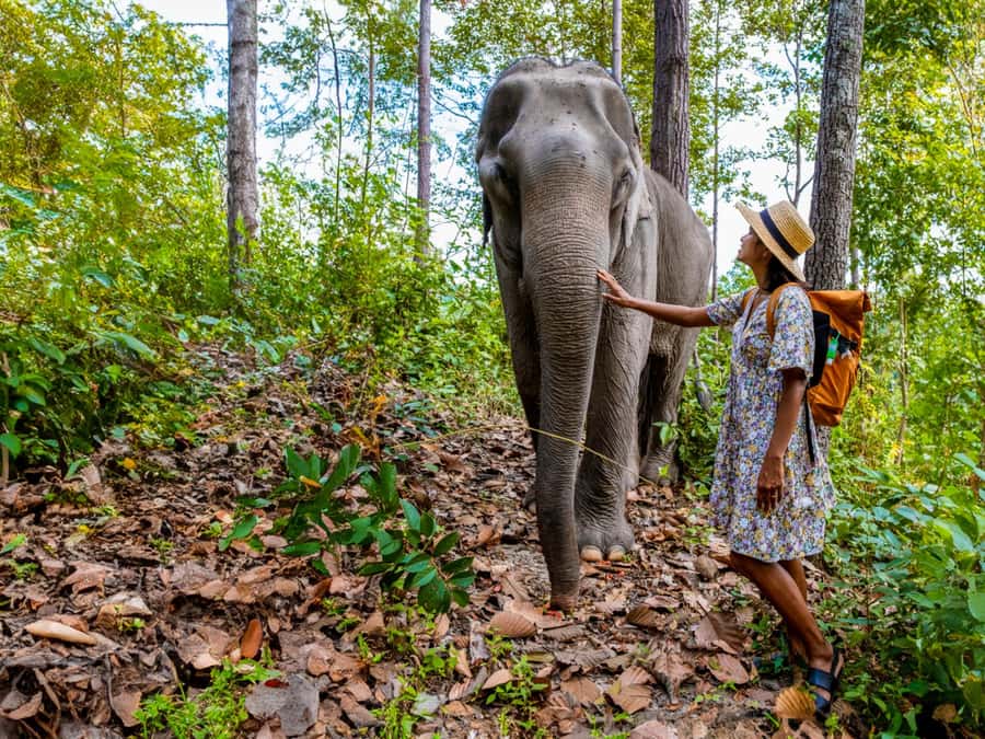 Krabi: Ethical Elephant Care Experience with Hotel Transfer - Feeding time: snacks, guidance, and how to keep it calm