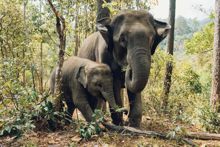 Krabi: Ethical Elephant Care Experience with Hotel Transfer - Playtime and elephant social bonds: the calmer payoff