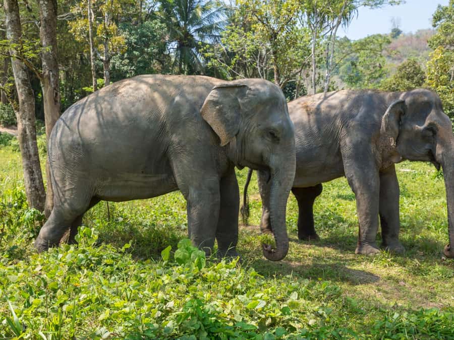 Krabi: Ethical Elephant Care Experience with Hotel Transfer - Ethics matters here: what to look for without killing the vibe