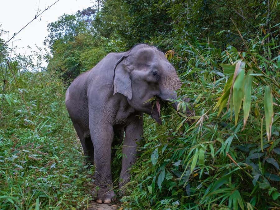 Krabi: Ethical Elephant Care Experience with Hotel Transfer - Hotel pickup and the 4-hour reality check