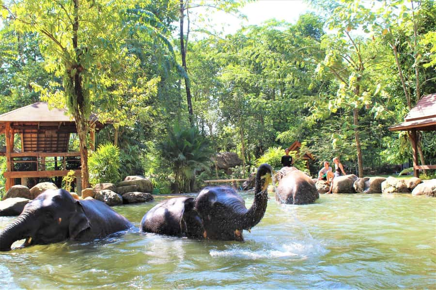 Krabi: Ethical Elephant Sanctuary Experience - Phang Nga Elephant Park: A family-run jungle day with a welfare focus