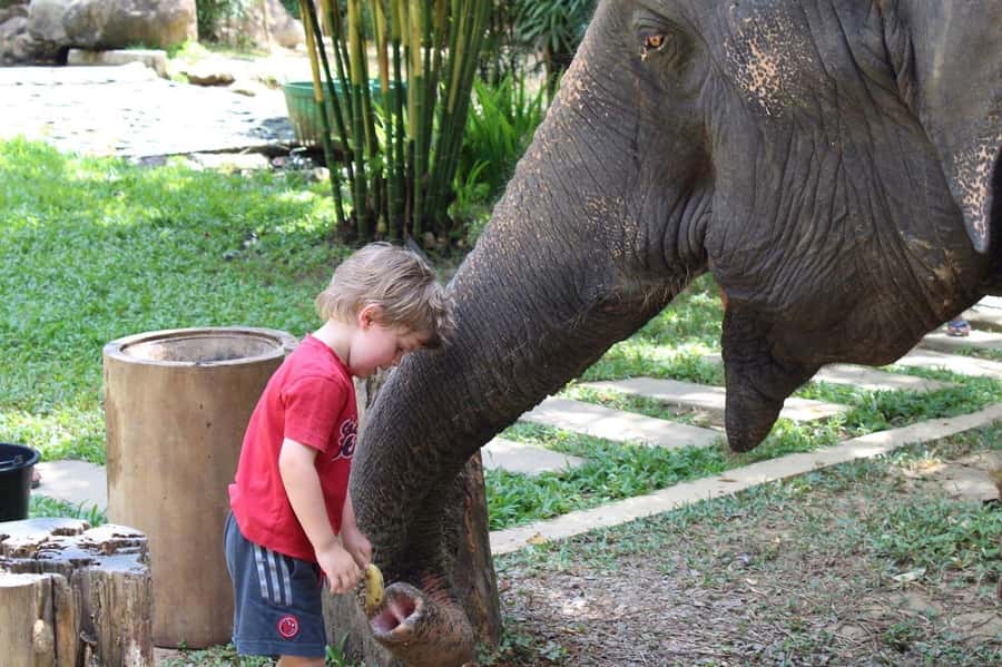 Krabi: Ethical Elephant Sanctuary Experience - Who this experience suits (and who may want to rethink it)