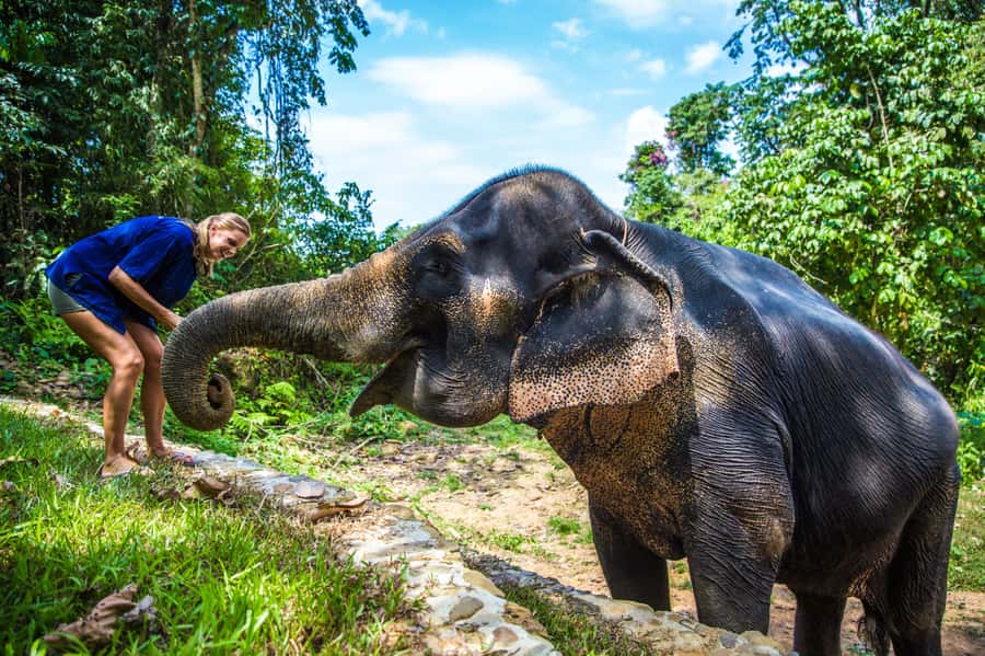 Krabi: Ethical Elephant Sanctuary Experience - Getting there from Krabi: air-conditioned pickup and a real 4-hour pace