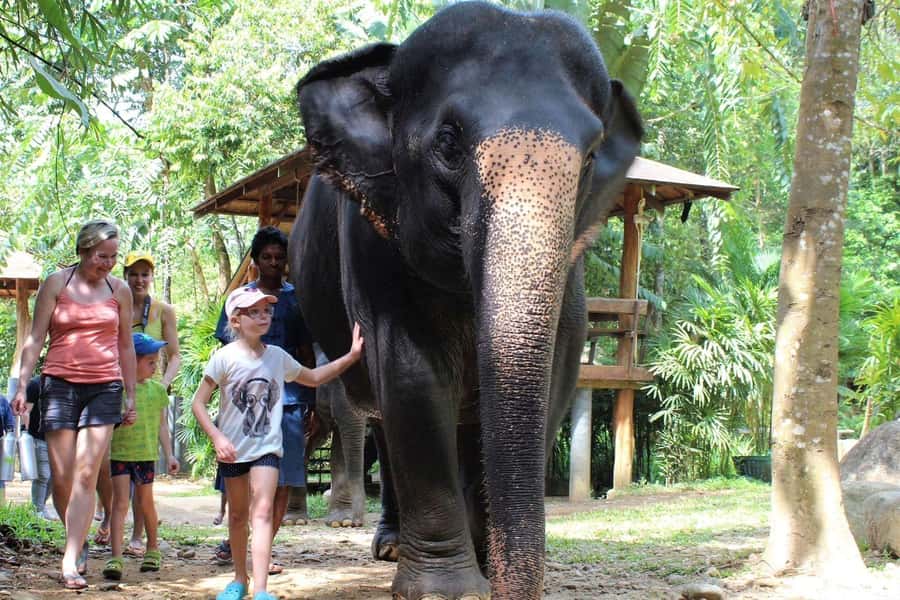 Krabi: Ethical Elephant Sanctuary Experience - Meeting your elephant and learning her routine