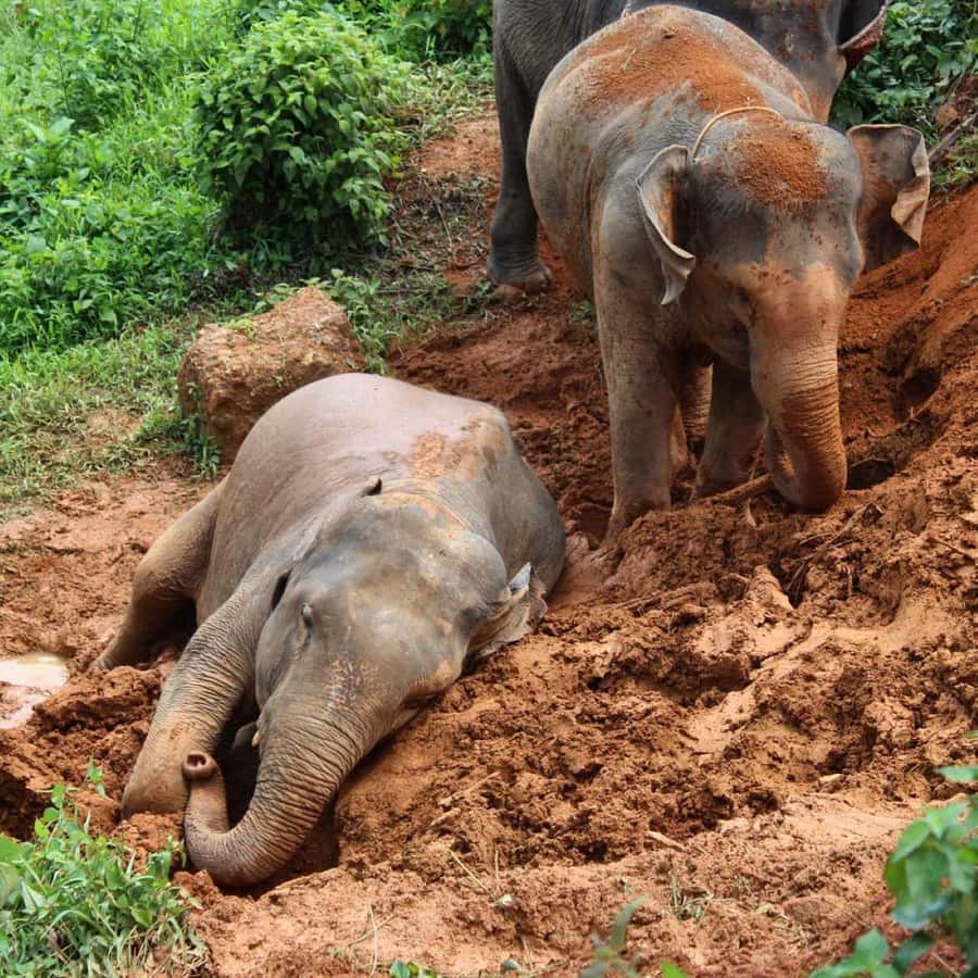 Krabi: Ethical Elephant Sanctuary Experience - Jungle walk: walking side by side through real elephant space
