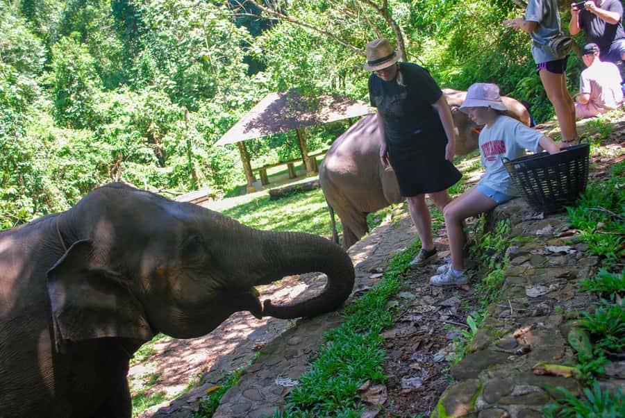 Krabi: Ethical Elephant Sanctuary Experience - Preparing food and feeding: the hands-on moment with real meaning