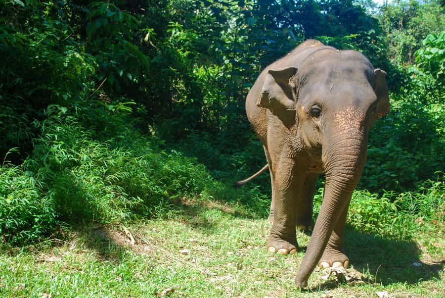 Krabi: Ethical Elephant Sanctuary Experience - Rock pool bath: a cool-down, with an ethics check for your own comfort level