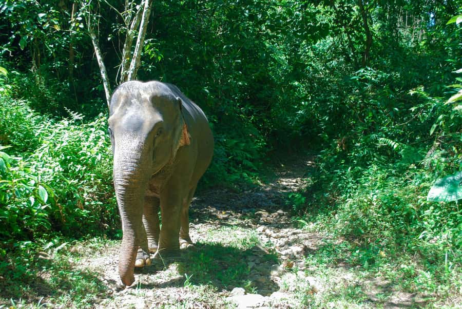 Krabi: Ethical Elephant Sanctuary Experience - Traditional Thai lunch, showers, and the small details that make the day work