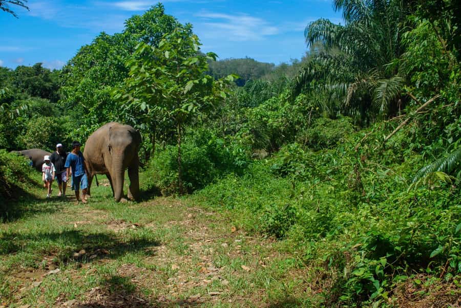 Krabi: Ethical Elephant Sanctuary Experience - Price and value in Krabi: what $112 buys in a 4-hour outing
