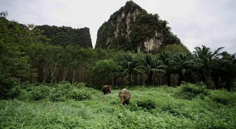 Krabi: Ethical Elephant Sanctuary & Tiger Cave Temple Tour - Feeding and Walking Elephants: How the Interaction Actually Feels