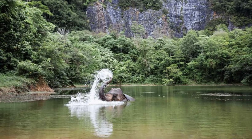 Krabi: Ethical Elephant Sanctuary & Tiger Cave Temple Tour - The Thai Lunch Stop: Simple Food, Good Timing