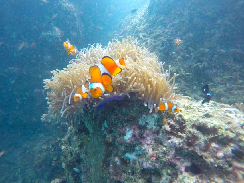 Krabi: Freediving and Snorkeling at Yawasam and Talu Island - My Advice to Make Your Day Easier (Bring These, Decide These)