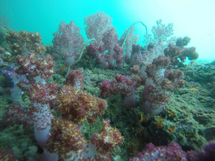 Krabi: Freediving and Snorkeling at Yawasam and Talu Island - Koh Yawasam Snorkeling: Shallow Reefs and Colorful Fish Without the Hassle