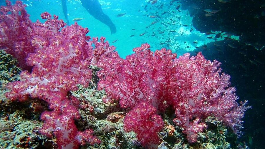 Krabi: Freediving and Snorkeling at Yawasam and Talu Island - Koh Mae Urai and Talu Cave: Geology You Can Swim Into