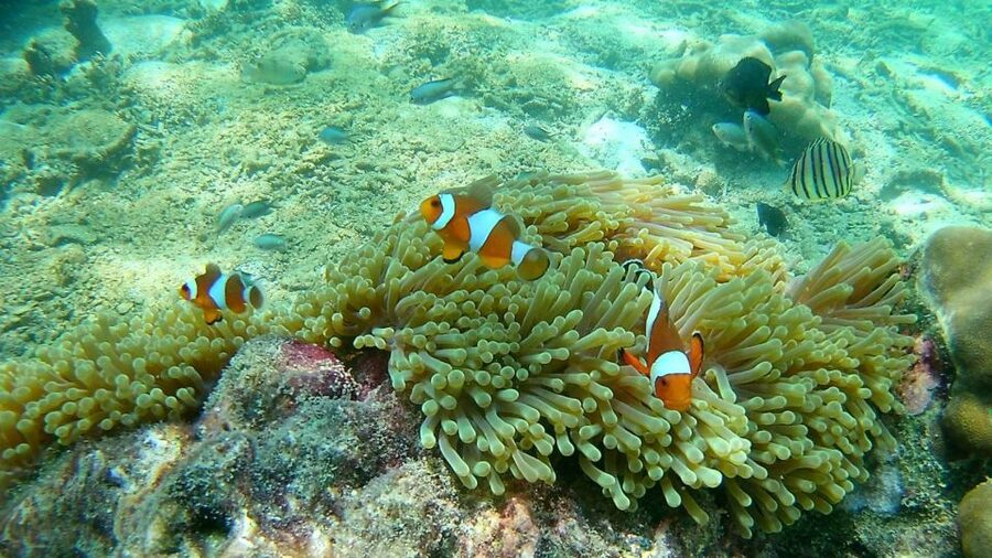 Krabi: Freediving and Snorkeling at Yawasam and Talu Island - Boat Comfort, Group Size, and Why the Photos Matter