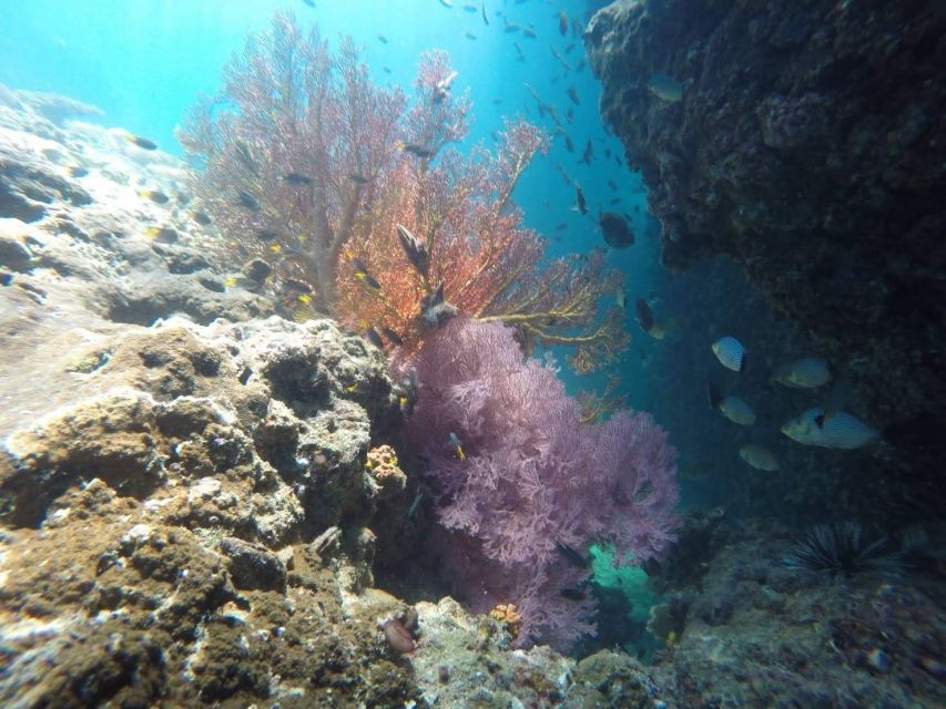 Krabi: Freediving and Snorkeling at Yawasam and Talu Island - Price and Logistics: What $59 Buys (and What’s Extra)