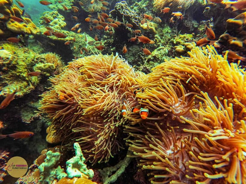 Krabi: Hong Islands Sunset, Bioluminescent Plankton and BBQ - Quick key points