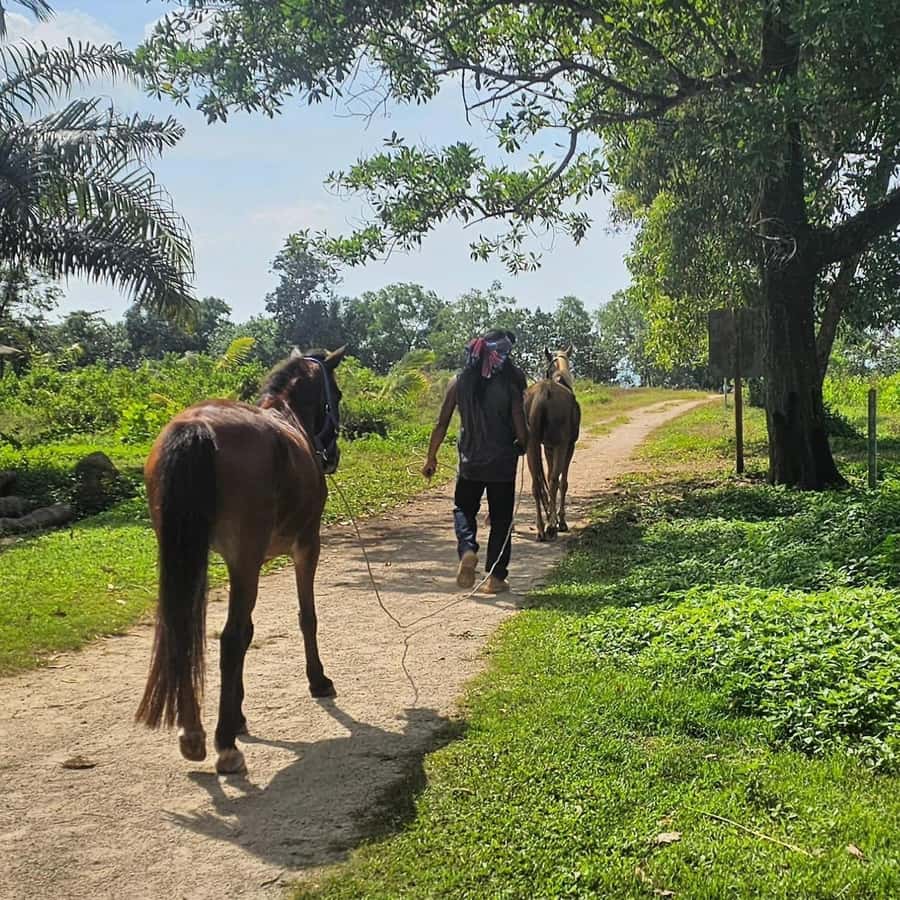 Krabi Horse Riding on the Beach and atv Extreme - Wildlife viewing and the quiet moments you shouldn’t skip