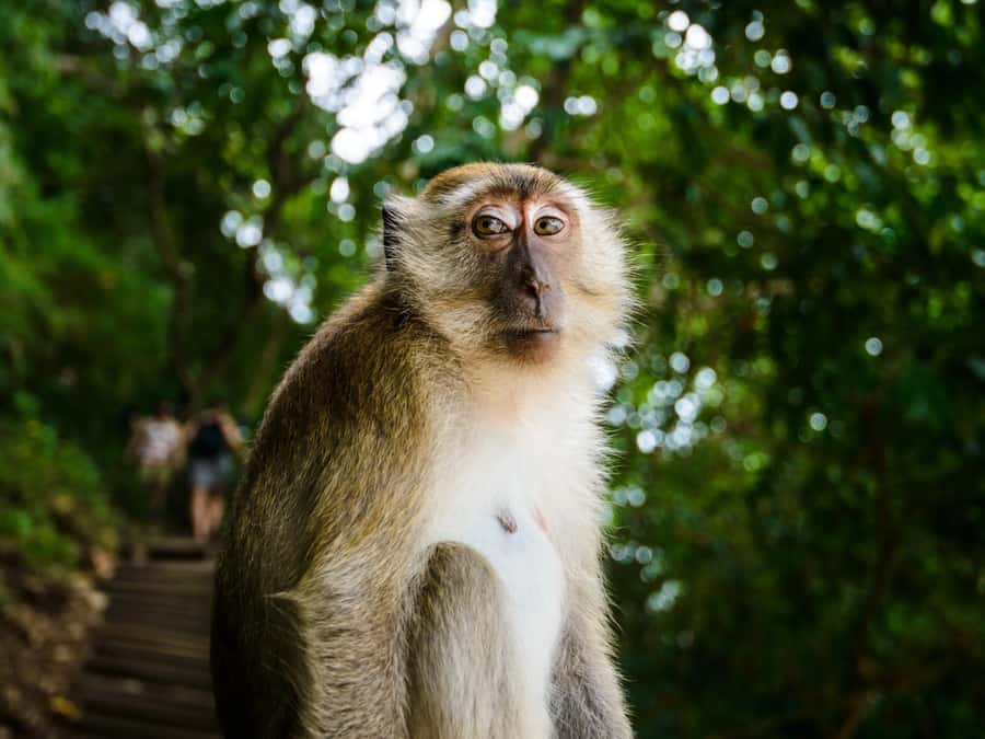 Krabi: James Bond Island Tour & Phang Nga by Longtail Boat - Koh Panyee Lunch on Stilts: Good Food and a Real Floating Community Walk