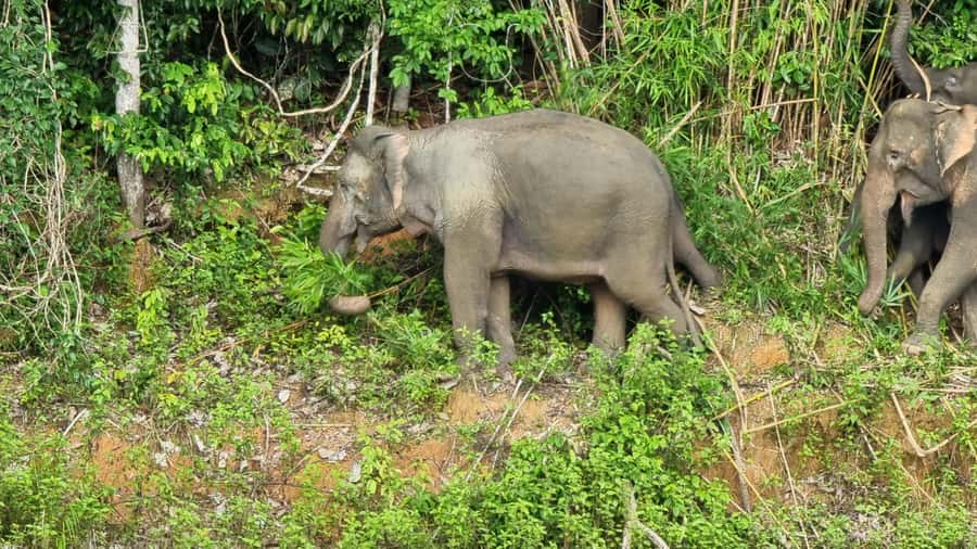 Krabi: Khao Sok National Park & Cheow Lan Lake Boat Tour - Key points before you go