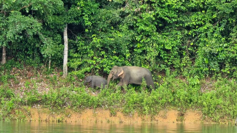 Krabi: Khao Sok National Park & Cheow Lan Lake Boat Tour - Khao Sok National Park entry and the inland drive