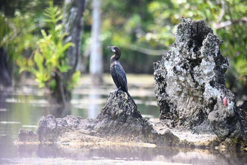 Krabi: Klong Root (Crystal lake) Kayaking tour - Who should book, and who should skip it