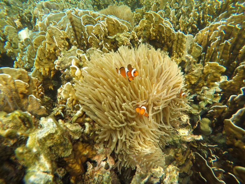 Krabi: Koh Rok & Koh Haa Hidden Snorkeling Tour by Speedboat - Koh Rok: Man Sai Beach time on the island’s best sand