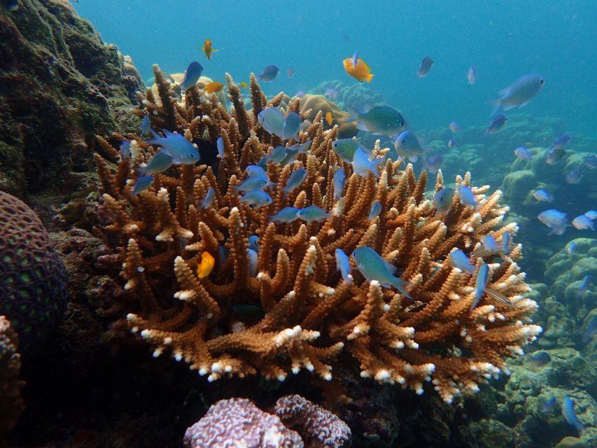 Krabi: Koh Rok & Koh Haa Hidden Snorkeling Tour by Speedboat - Stop 2: Koh Haa snorkeling and the appeal of the protected water