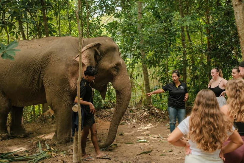 Krabi: Love Elephant Sanctuary Tour - Hotel pickup in Ao Nang: how the day starts