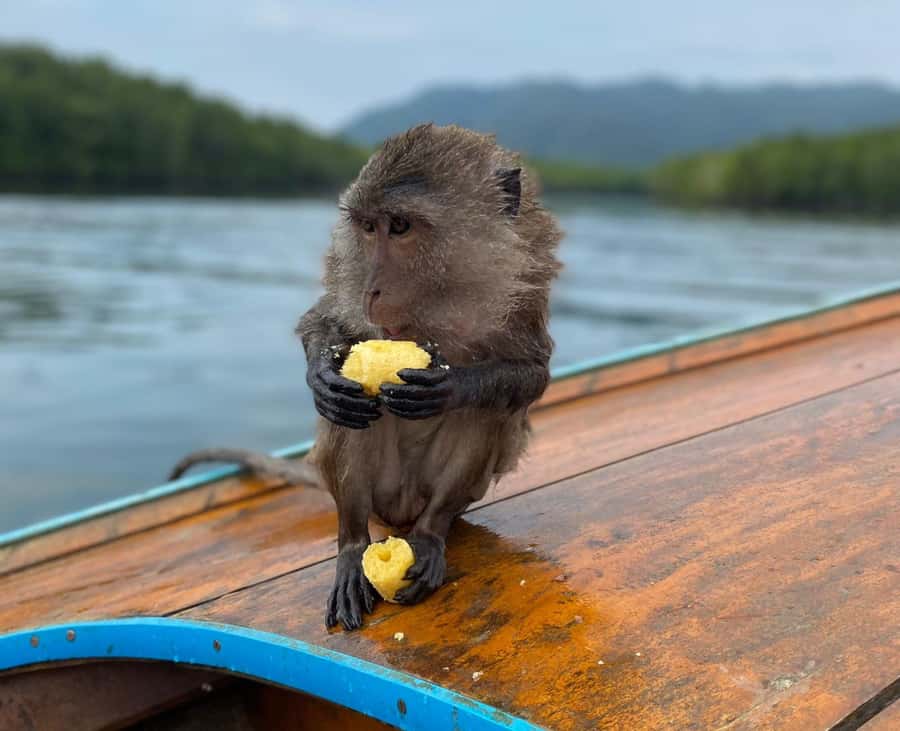 Krabi: Mangroves and Khao Kanab Nam Cave Tour with Lunch - Longtail Boat Through Krabi Mangroves: the part you’ll remember