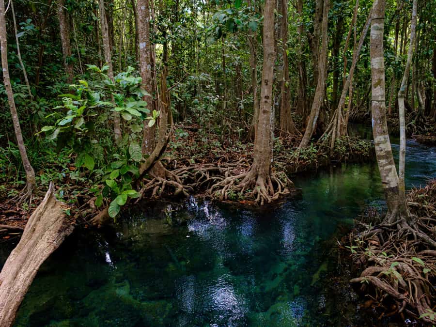 Krabi: Mangroves and Khao Kanab Nam Cave Tour with Lunch - Who this tour suits best (and who should think twice)