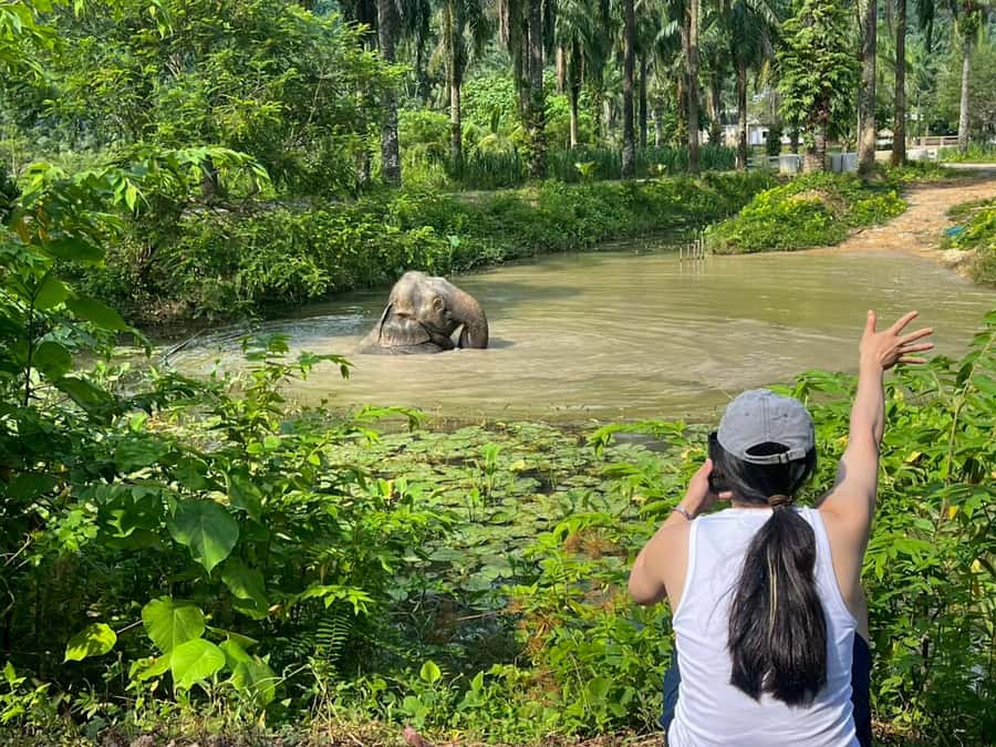 Krabi: Observation-Only Elephant Sanctuary 2hrs Mini Moments - A Hands-Off Elephant Sanctuary in Krabi: What You’re Really Buying