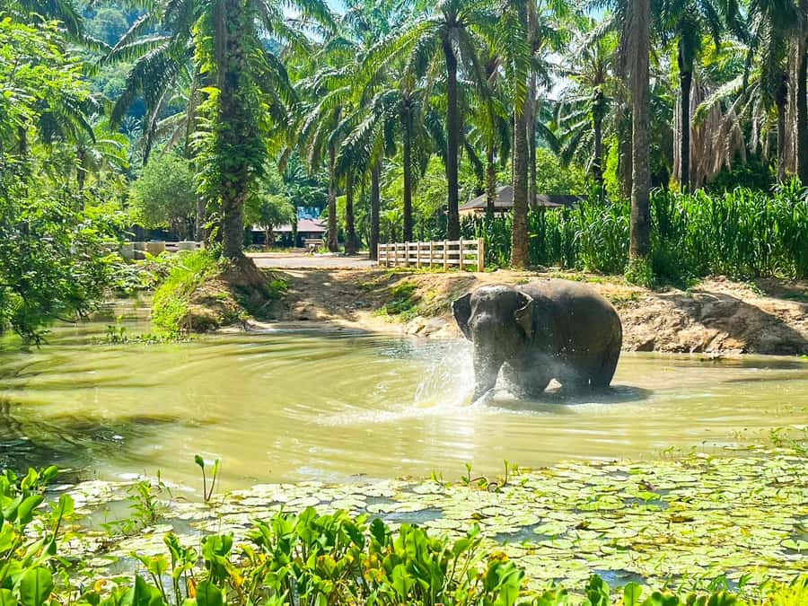 Krabi: Observation-Only Elephant Sanctuary 2hrs Mini Moments - Tray Feeding: Up Close Without Touching