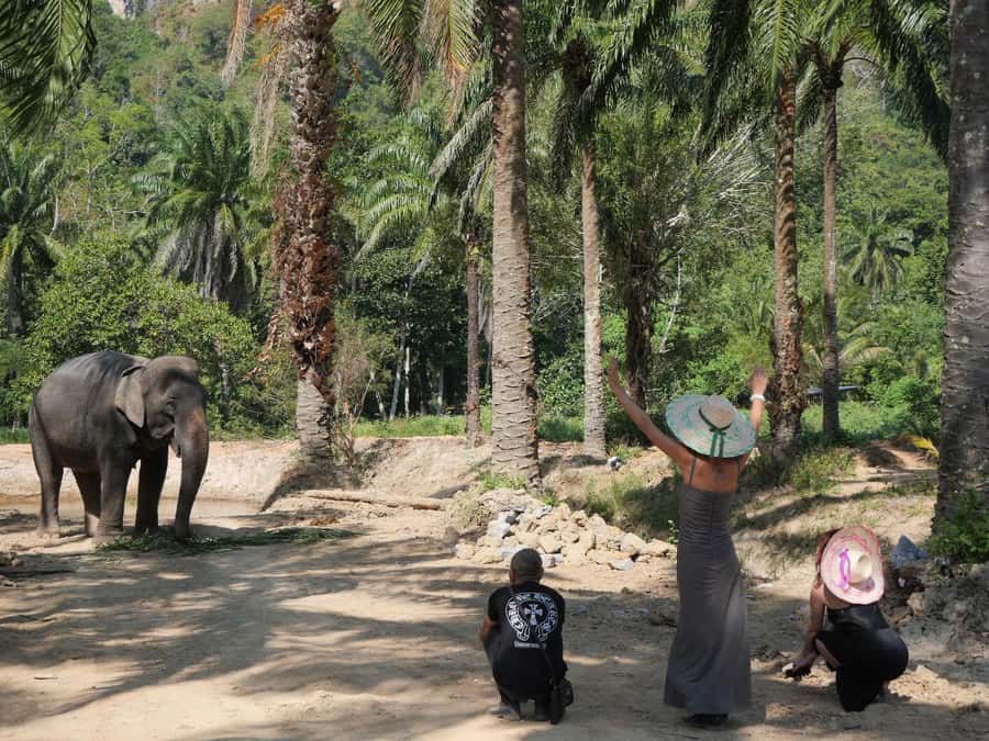 Krabi: Observation-Only Elephant Sanctuary 2hrs Mini Moments - Guides You Can Talk To: Yai and the Info That Makes Watching Easier
