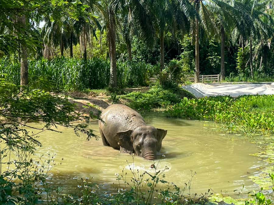 Krabi: Observation-Only Elephant Sanctuary 2hrs Mini Moments - What to Bring (and the Small Things That Matter)